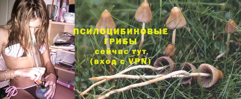 даркнет сайт  Макушино  Псилоцибиновые грибы Psilocybine cubensis 